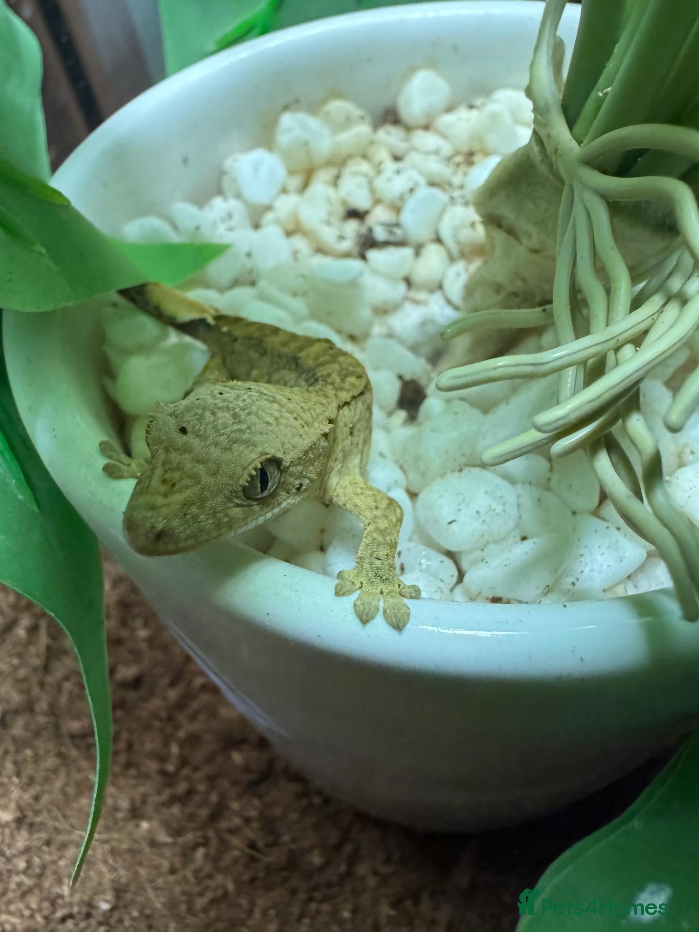 Gecko reptiles for sale: Baby Crested Gecko and Full set up - Advert 16