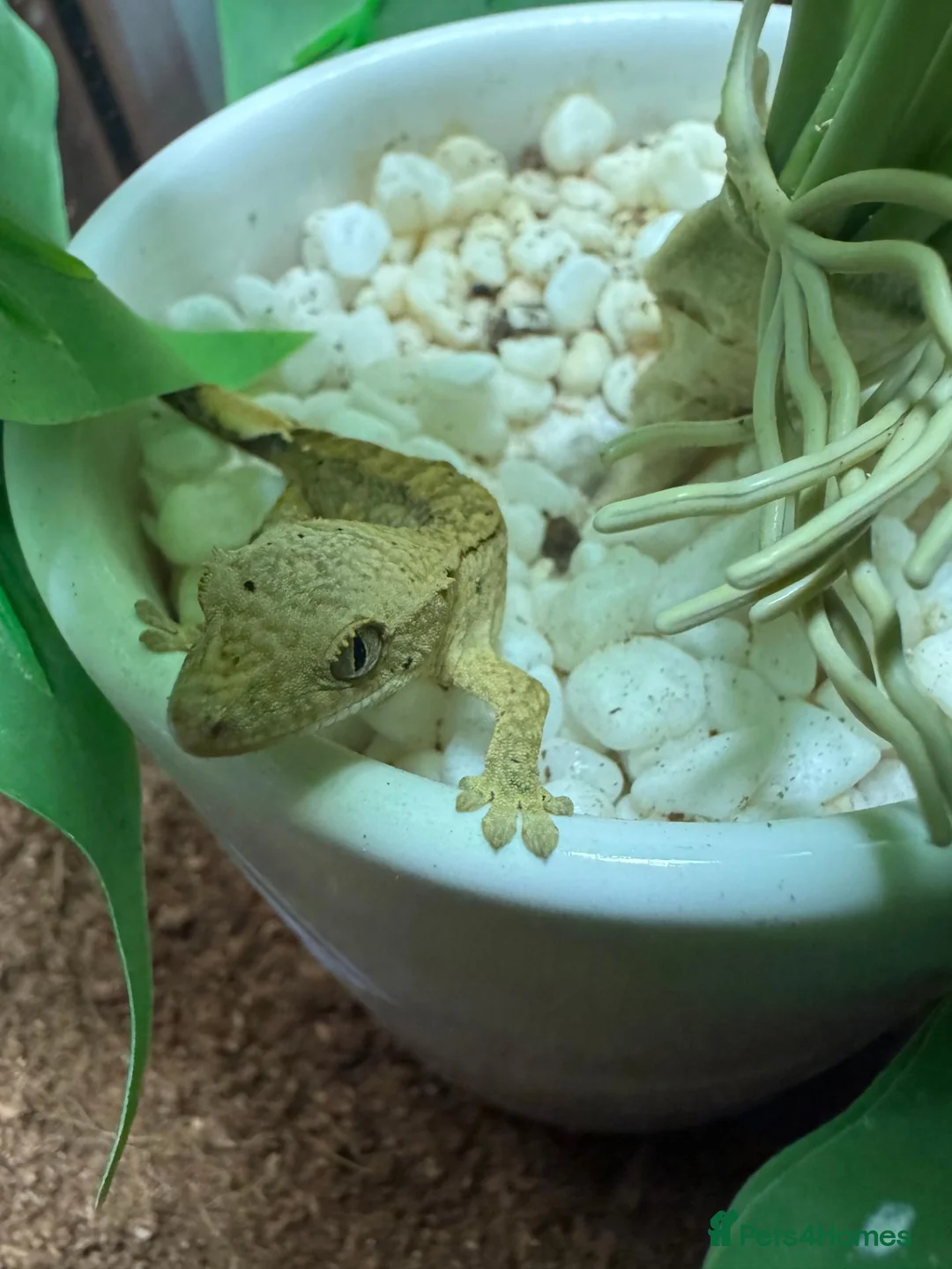 Gecko reptiles for sale: Baby Crested Gecko and Full set up - Advert 1