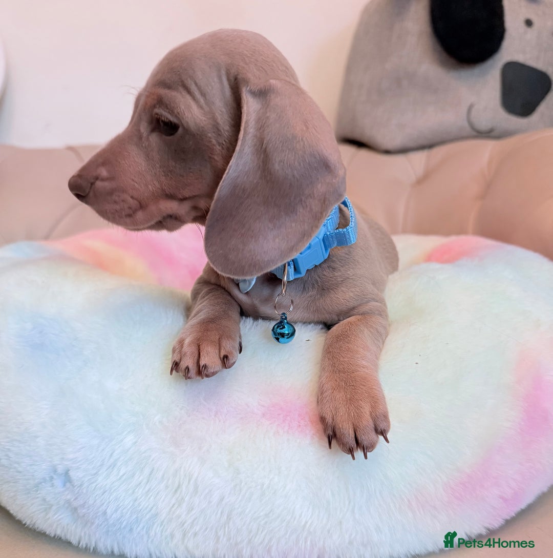 Miniature Dachshund dogs for sale: Miniature Dachshund 5 Star ⭐ Licensed Breeder - Image 22