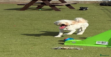 Poochon dogs - Advert 4