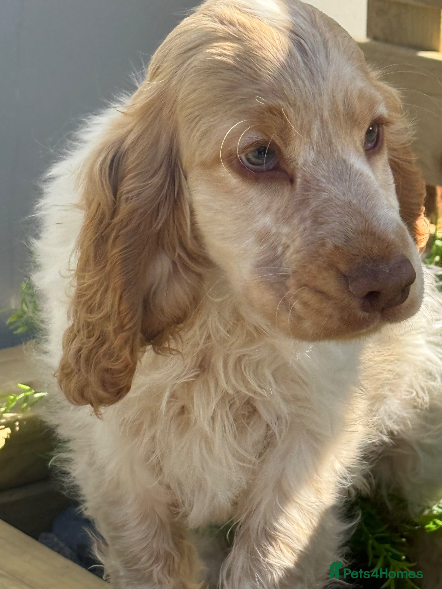 Cocker Spaniel dogs Stunning Show Cocker Spaniel boy  ready now  - Advert 3