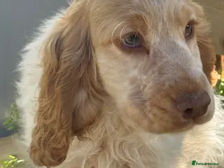 Cocker Spaniel dogs Stunning Show Cocker Spaniel boy ready now - Advert 3