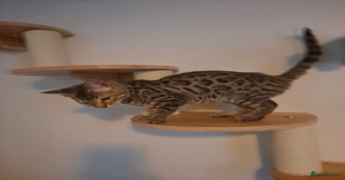 Bengal cats - Advert 14