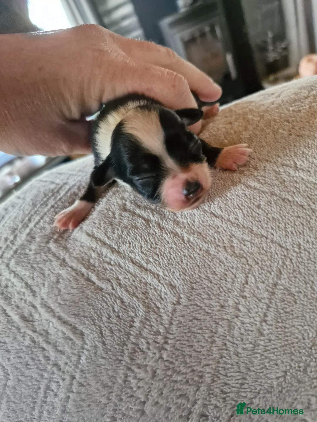 Chorkie dogs for sale: Three chorkie pups  in Preston - Advert 8