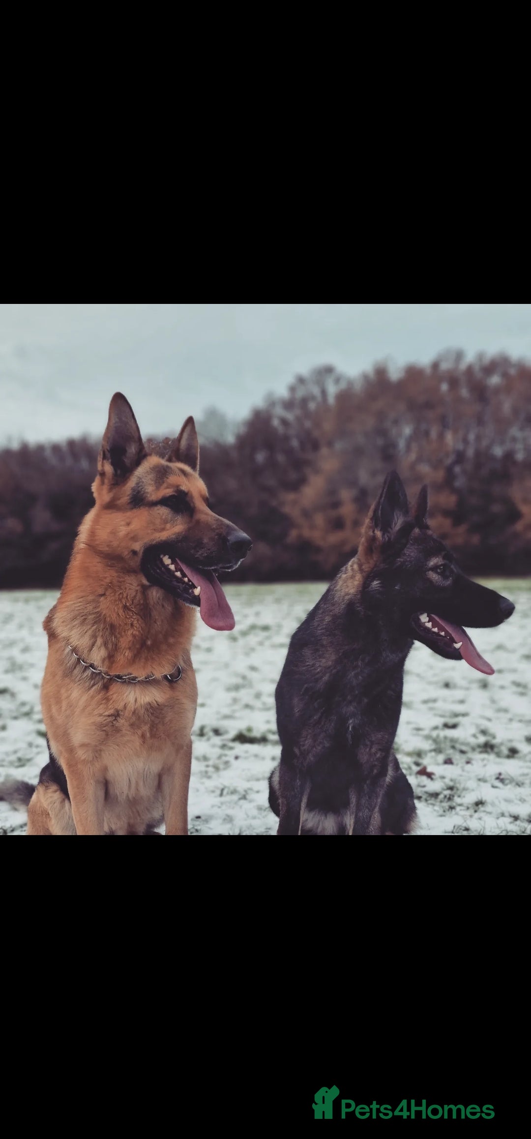 German Shepherd dogs for sale: GSD puppies for sale - Advert 4