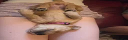 Golden Retriever dogs for sale: Working Golden Retriever Puppies Low Hip Scores - Advert 7