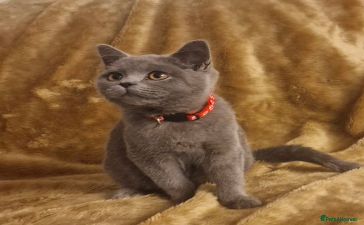British Shorthair cats - Advert 13