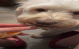 Cockapoo dogs for sale: Beautiful cockapoo pups - Image 14
