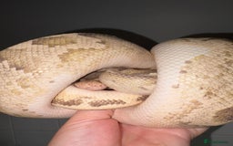 Python Snake reptiles for sale: Royal pythons for sale  - Image 4