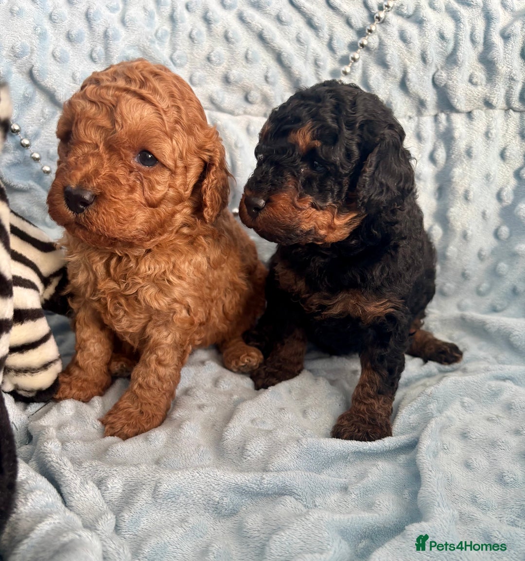 Toy Poodle dogs for sale: KC registered toy poodles - Advert 19
