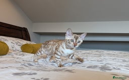 Bengal cats for sale: 🖤🤎🤍 Beautiful Bengal Kittens 🤍🤎🖤 in Barnoldswick - Image 2
