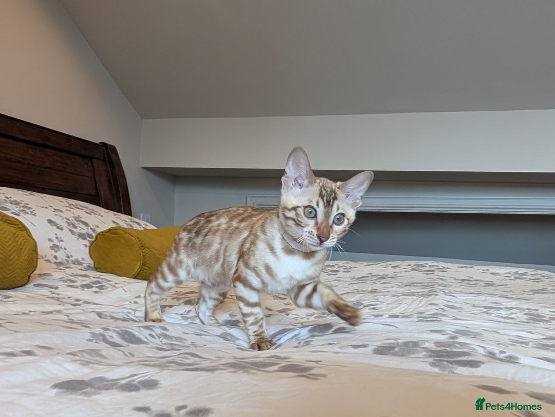 Bengal cats for sale: 🖤🤎🤍 Beautiful Bengal Kittens 🤍🤎🖤 in Barnoldswick - Image 2