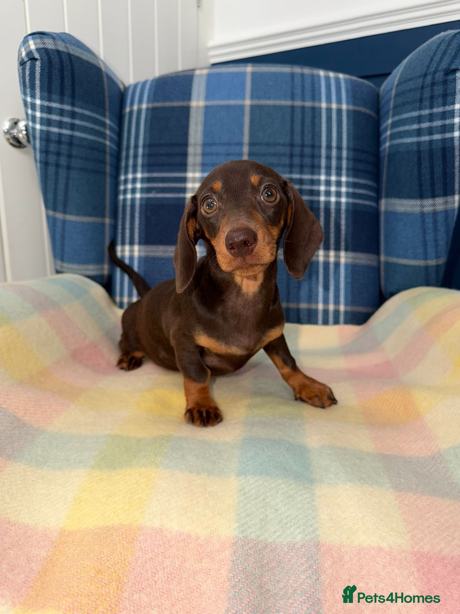 Miniature Dachshund dogs 🩷🩷Stunning Chocolate Mini Dachshunds READY NOW - Advert 1