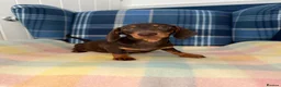 Miniature Dachshund dogs for sale: Stunning Chocolate Mini Dachshunds READY NOW - Advert 3