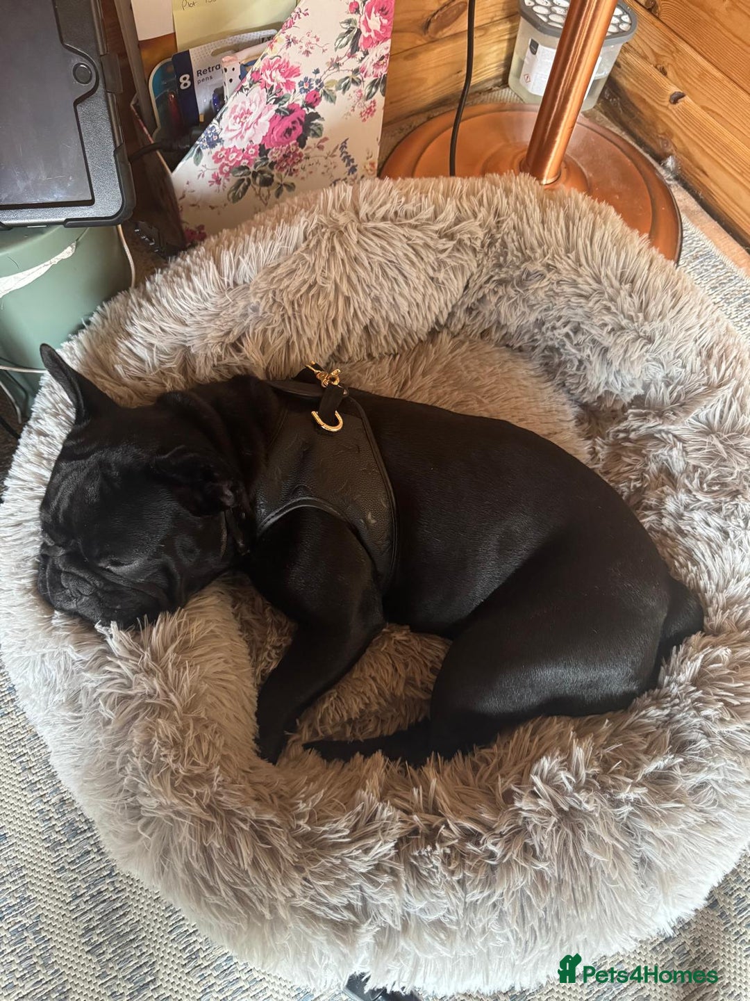French Bulldog dogs for sale: Gorgeous little girl 17m - Image 5