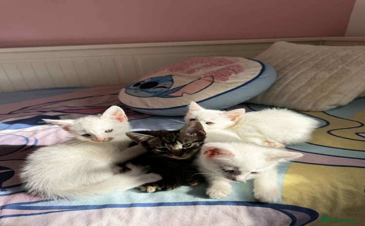 American Shorthair cats - Advert 1