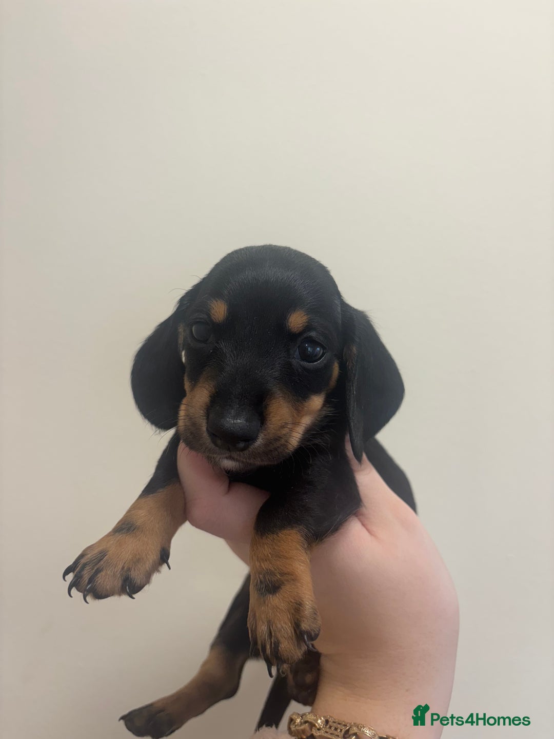 Miniature Dachshund dogs for sale: MINIATURE DACHSHUNDS - Advert 16