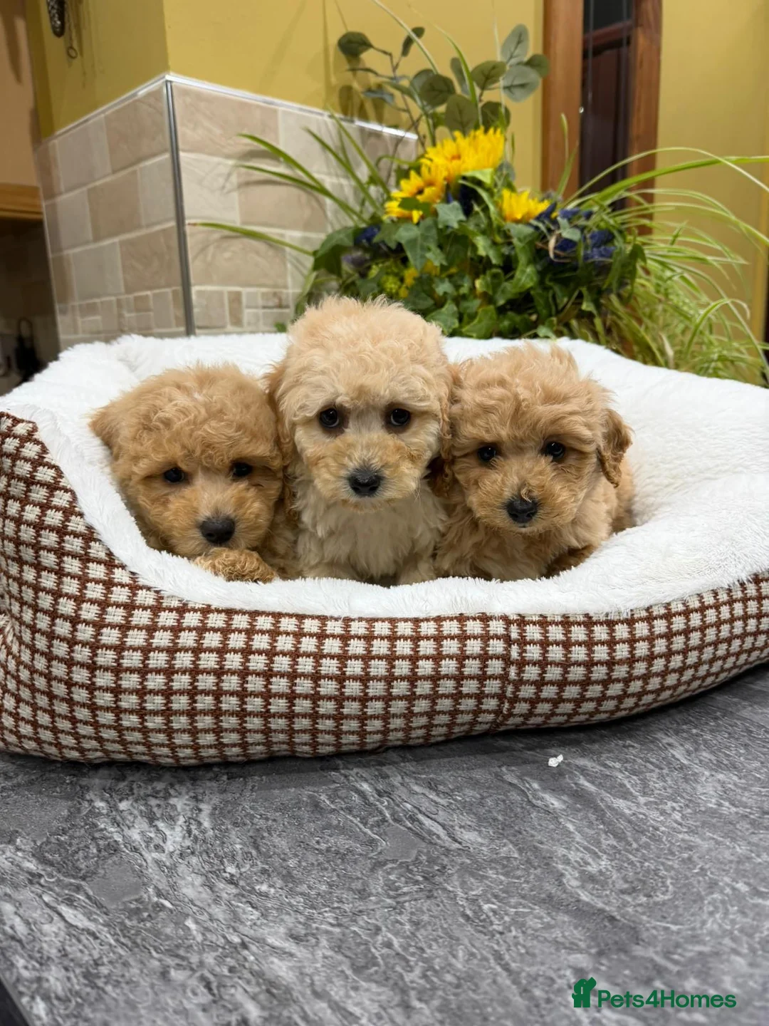 Poochon dogs for sale: Poochon Puppies - Advert 6