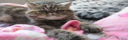 Exotic cats for sale:  Beautiful Exotic female kittens Ready now - Advert 28