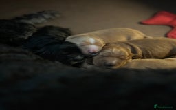Cockapoo dogs for sale: F1B cockapoo litter - Image 4