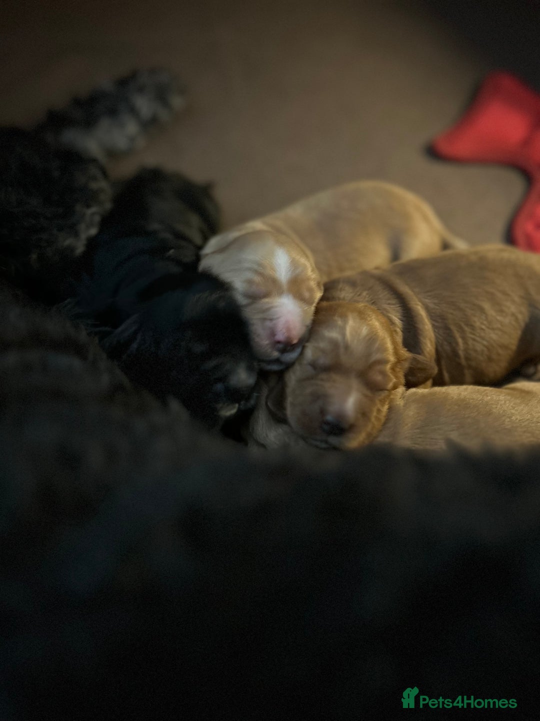 Cockapoo dogs for sale: F1B cockapoo litter - Image 4