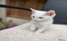 Turkish Angora cats for sale: ⭐️ Beautiful Turkish Angora X Bengal kittens ⭐️ - Image 7