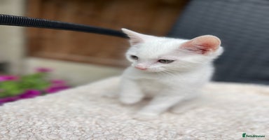 Turkish Angora cats - Advert 2