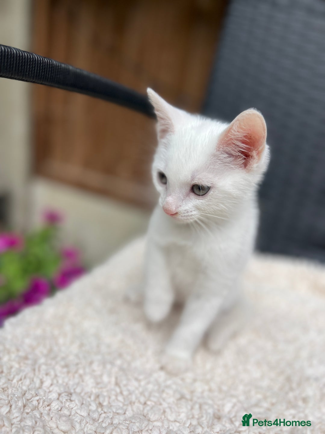 Turkish Angora cats for sale: ⭐️ Beautiful Turkish Angora X Bengal kittens ⭐️ - Image 7
