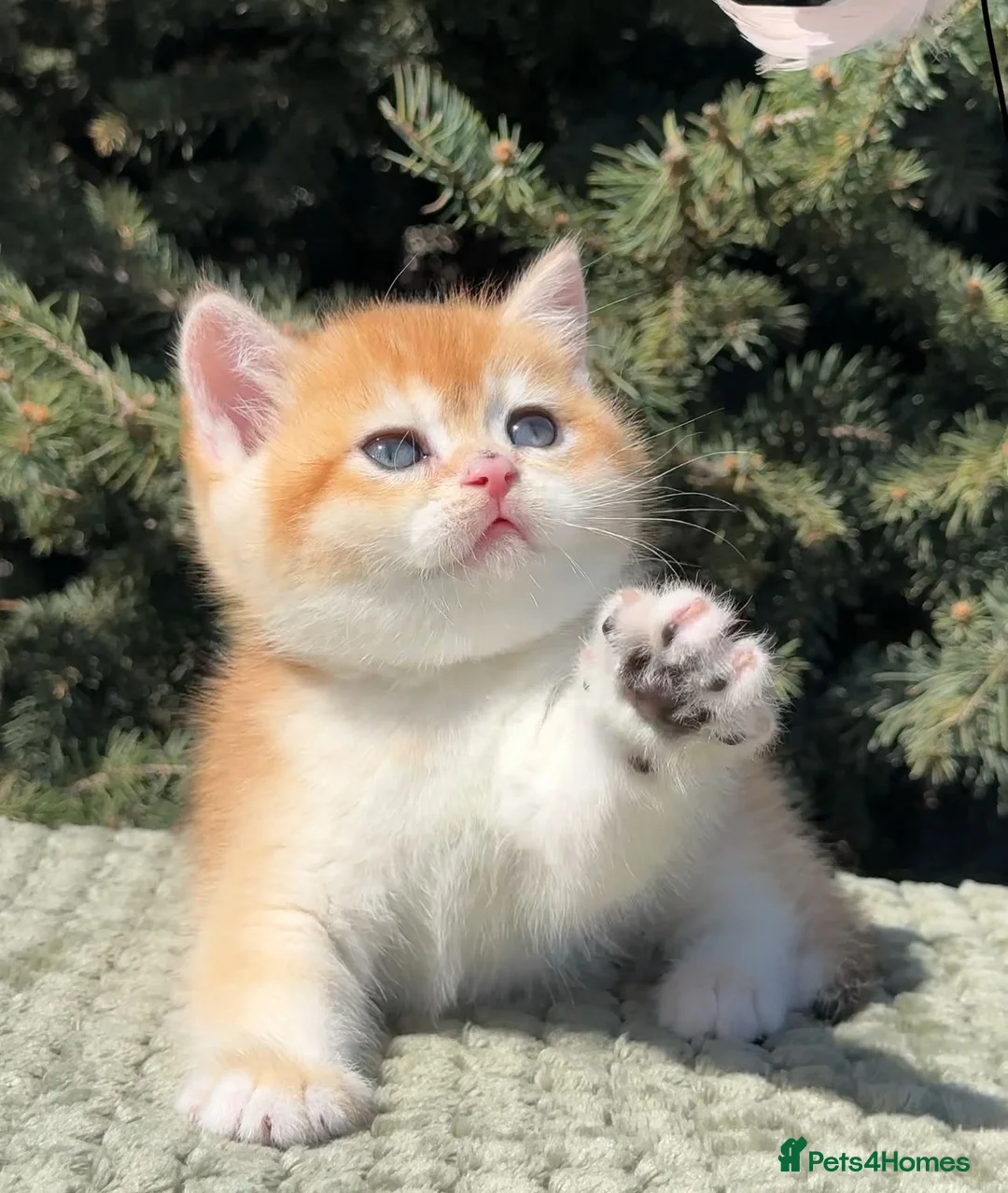 British Shorthair cats for sale: Amazing blue-golden & black golden BSH chinchillas - Advert 1