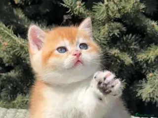 British Shorthair cats Amazing blue-golden & black golden BSH chinchillas - Advert 1