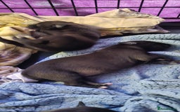 Mixed Breed dogs for sale: Whippet cross lurcher pups - Advert 1