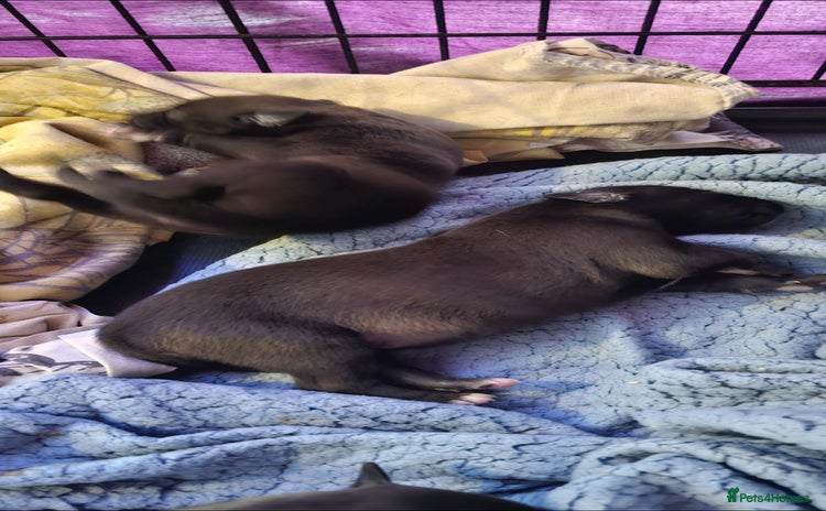 Mixed Breed dogs Whippet cross lurcher pups - Advert 4