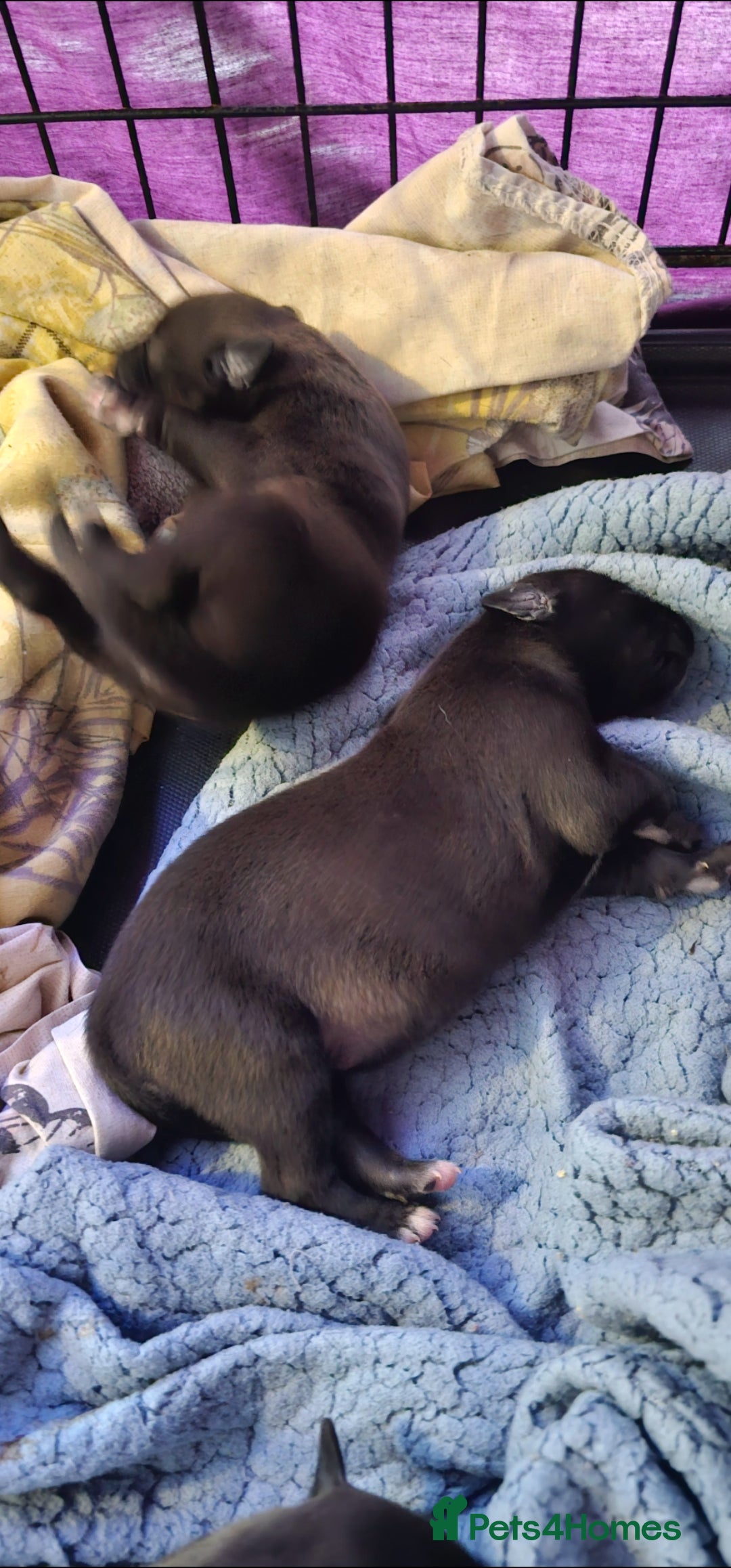 Mixed Breed dogs for sale: Whippet cross lurcher pups - Advert 1