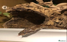 Corn Snake reptiles for sale: Male corn snake - Image 2