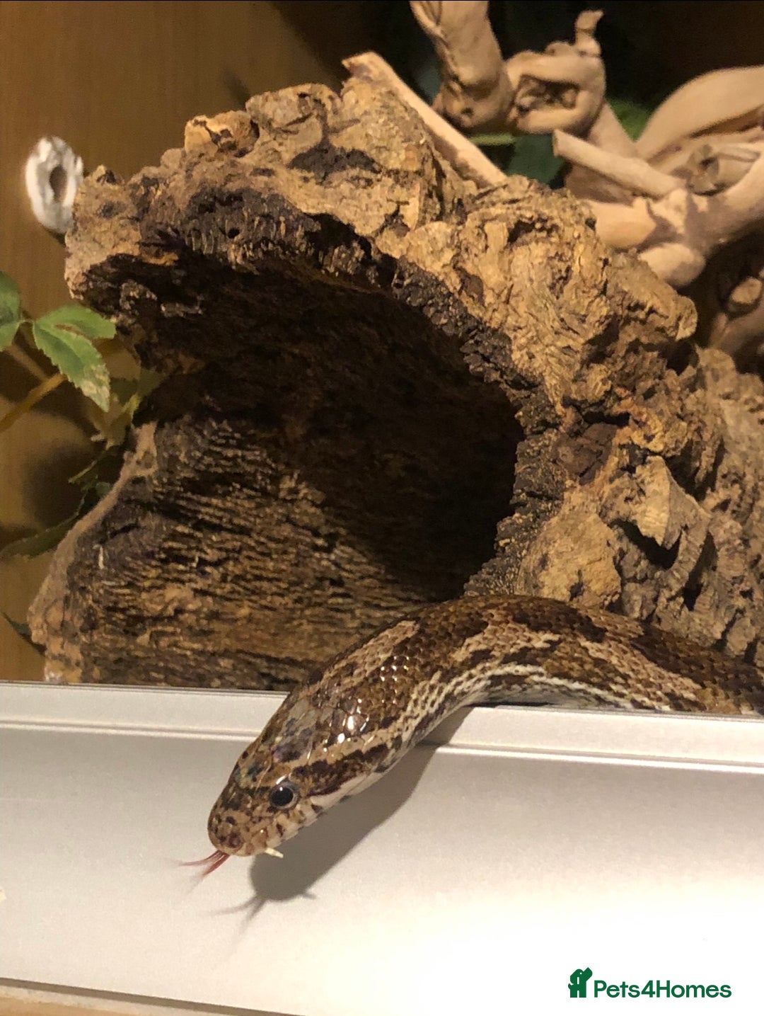 Corn Snake reptiles for sale: Male corn snake - Image 2