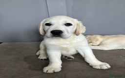 Labrador Retriever dogs for sale: 2 Trained Labradors for Sale  - Image 4