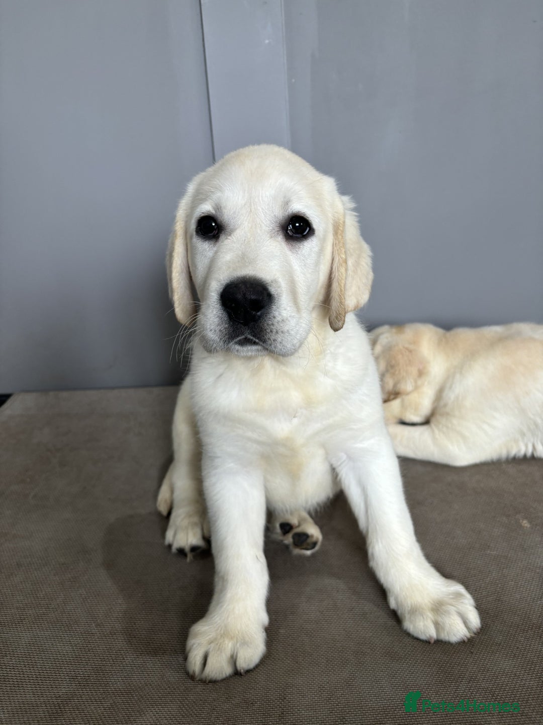 Labrador Retriever dogs for sale: 2 Trained Labradors for Sale  - Image 4