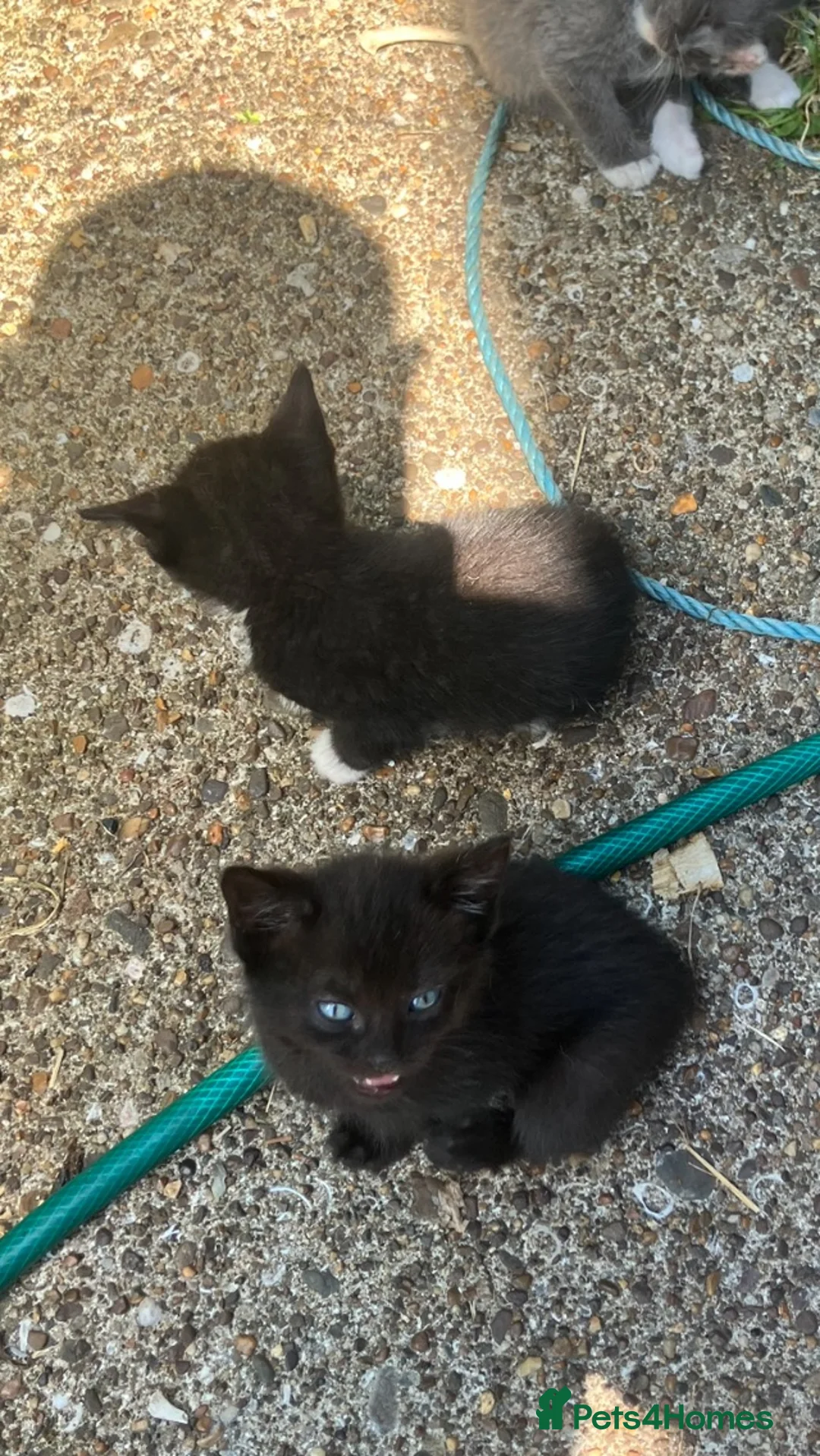 Mixed Breed cats for sale: Kittens in Swansea - Advert 2