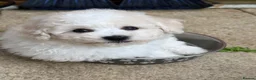 Bichon Frise dogs for sale: ☁️ Little Clouds Looking for Their Forever Home ☁️ - Advert 5