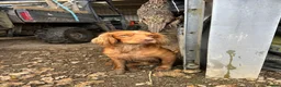 Cocker Spaniel dogs for stud: Milk Hobnob ‘Crumpet’ for Stud  in Bridport - Advert 10