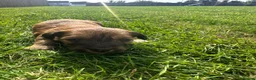 Dachshund dogs for sale: KC REG long haired miniature dachshund - Advert 21