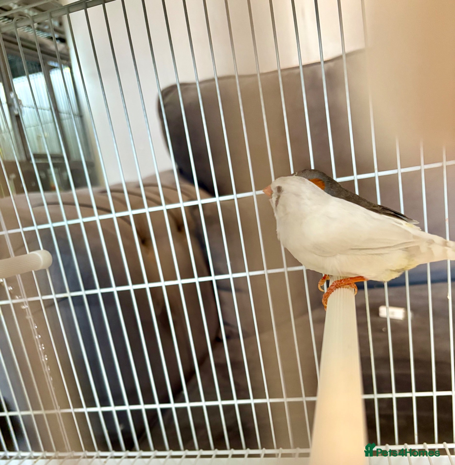 Finches birds Zebra Finches For Sale - Advert 1