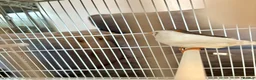 Finches birds for sale: Zebra Finches For Sale - Advert 1