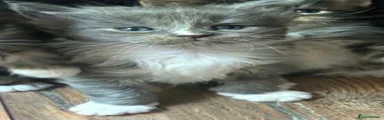 Maine Coon Kitten 4