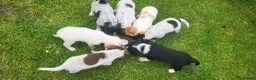 Mixed Breed dogs for sale: Cocker x sprollie  - Advert 3
