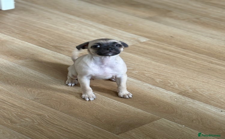 Pug dogs - Advert 3