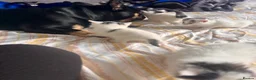 Mixed Breed cats for sale: Four beautiful kittens available  - Advert 9