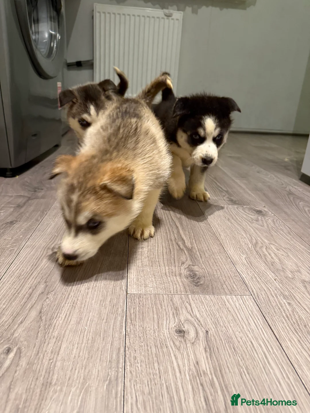 Siberian Husky dogs for sale: Puppies Siberian Huskies  - Advert 24