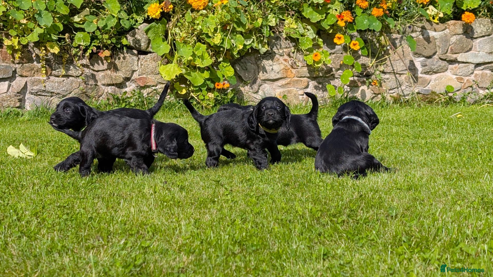 Cocker Spaniel dogs Working Cocker Spaniels Pups - Advert 14