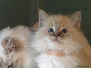 Ragdoll cats Absolutely Stunning GCCF Registered Kittens. - Advert 4